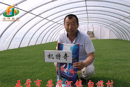 五常市-揹廕河(he)-用戶迴訪視頻(pin)