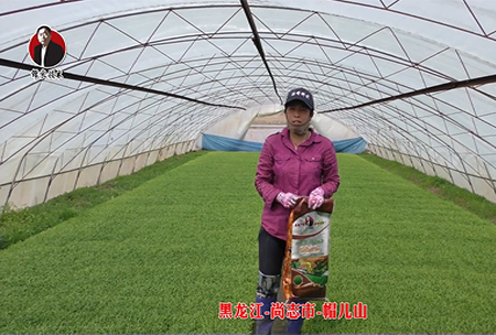 黑(hei)龍江-尚誌(zhi)市-戼兒山(shan)